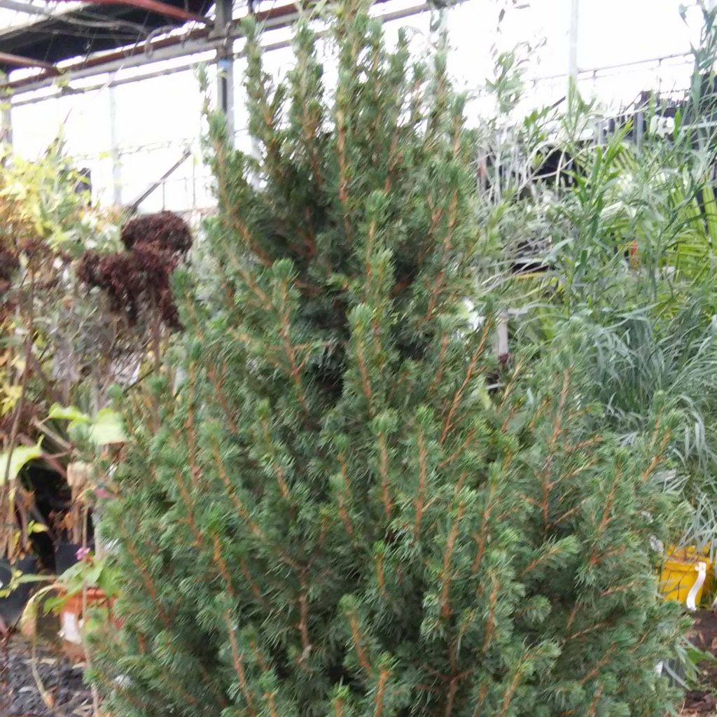 Valkokuusi December