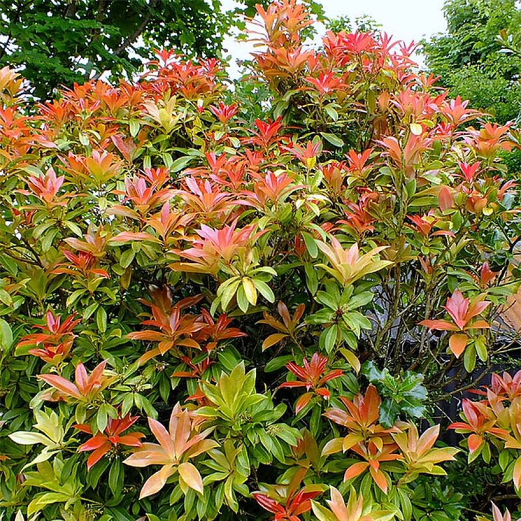 Japaninkellovaivero Forest Flame
