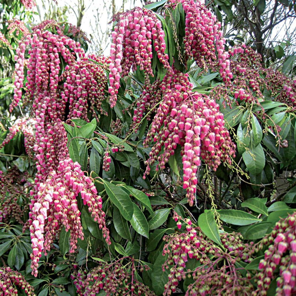 Japaninkellovaivero Valley Valentine