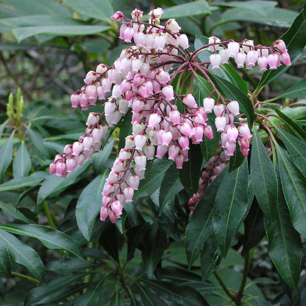Japaninkellovaivero Pink passion