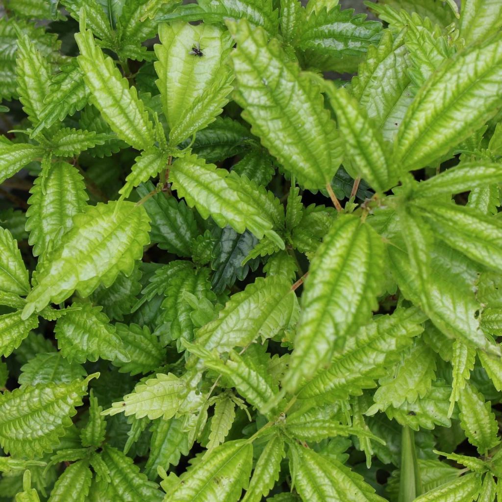 Piilea Taiwan Silver