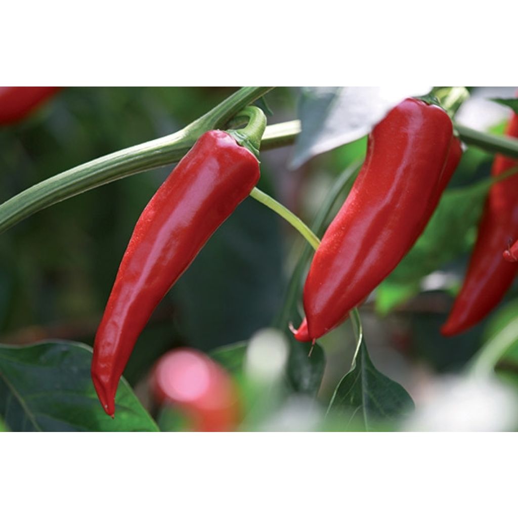 Chilipaprika Gorria luomu taimena