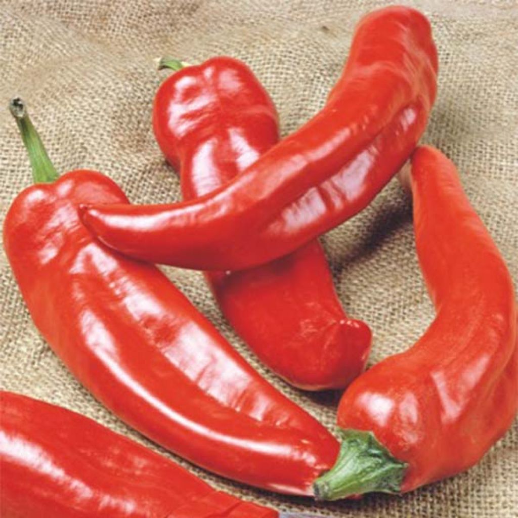 Chilipaprika Anaheim