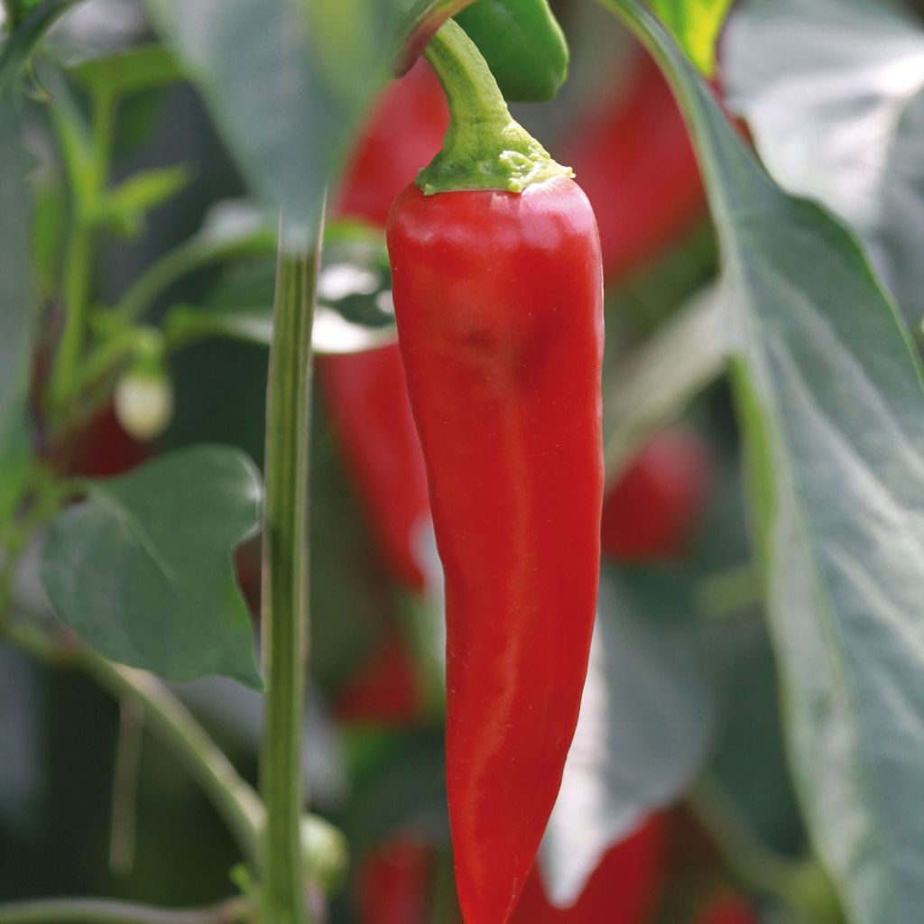 Chilipaprika Gorria taimena