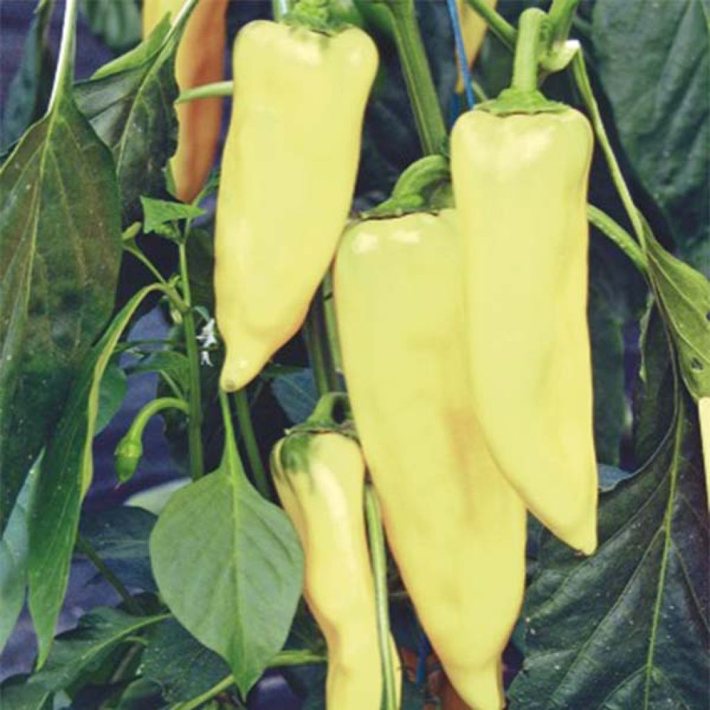 Chilipaprika Hungarian Yellow Wax Hot