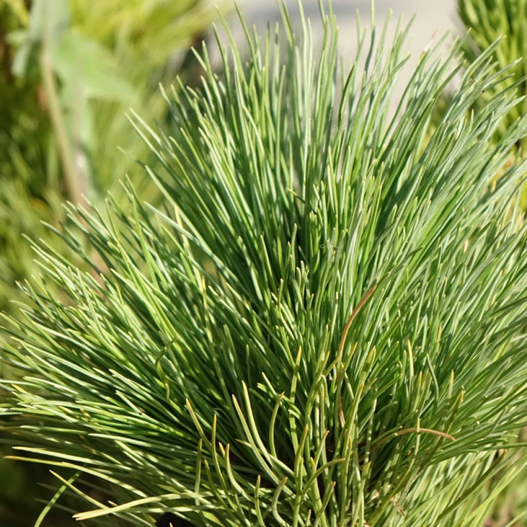 Sembramänty - Pinus cembra