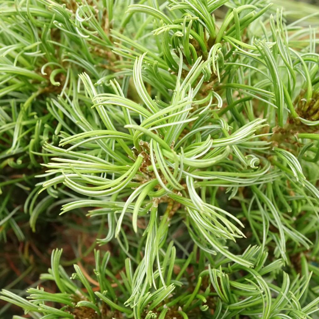 Strobusmänty Green Twist