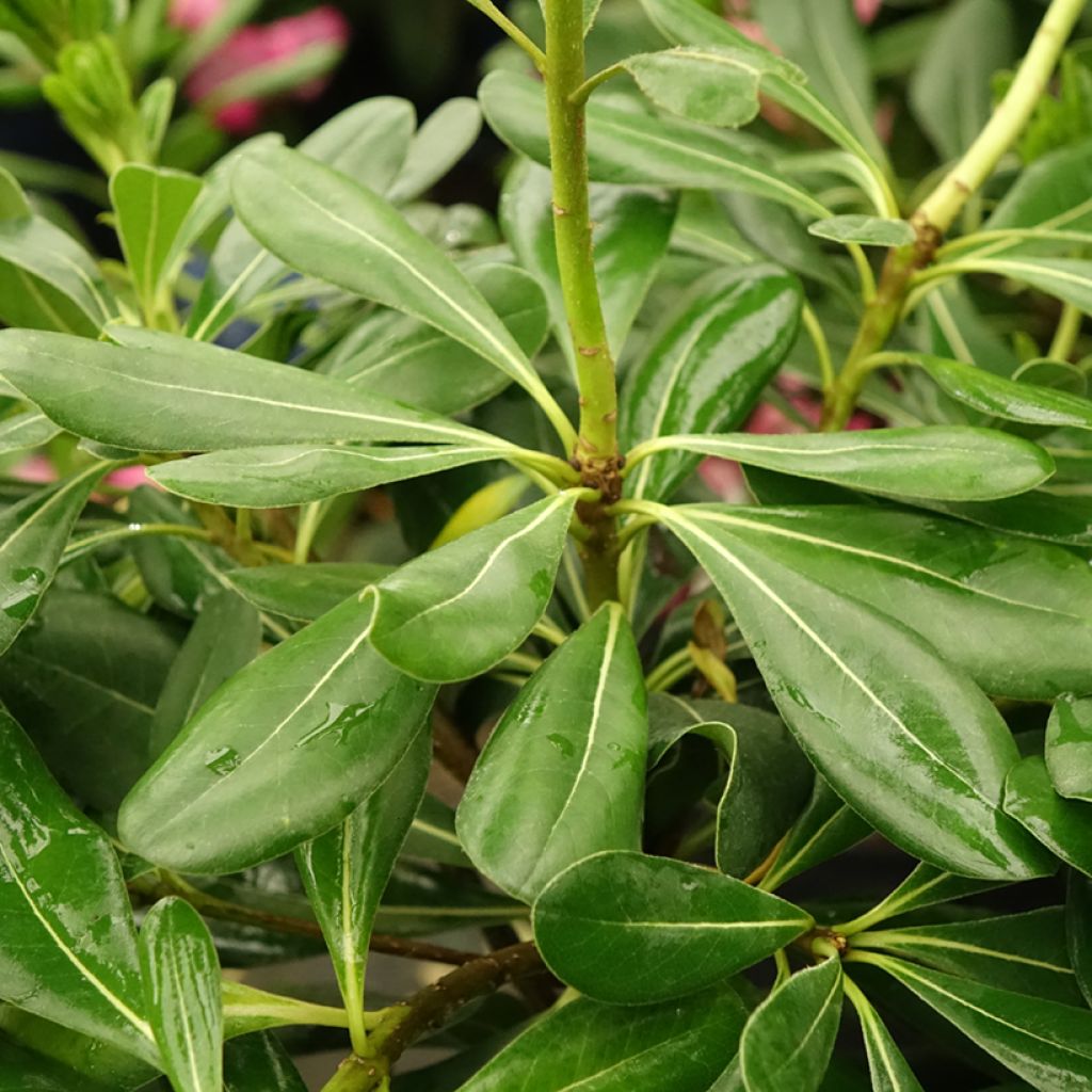 Kiiltokielopuu - Pittosporum tobira