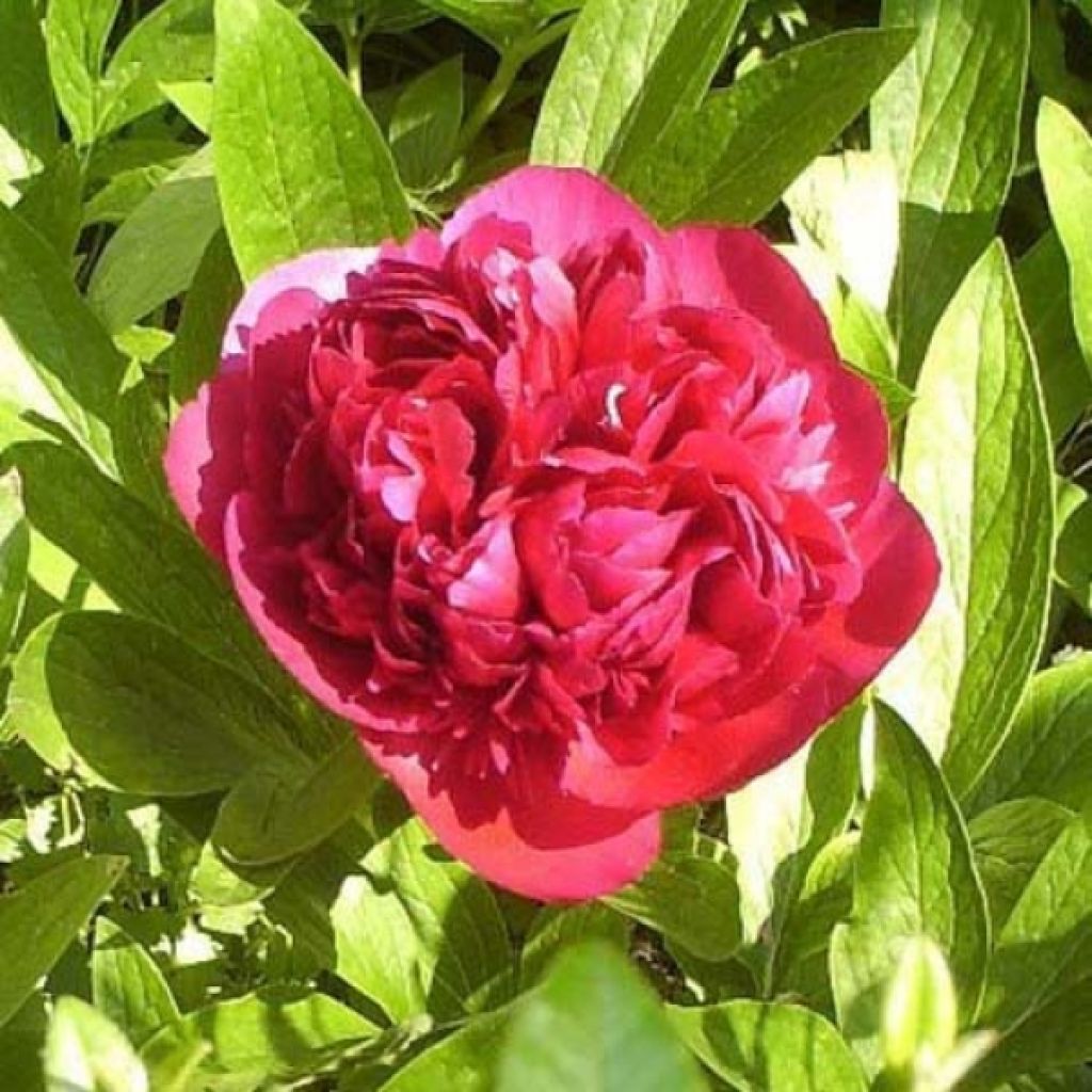 Tarhapioni Rubra Plena