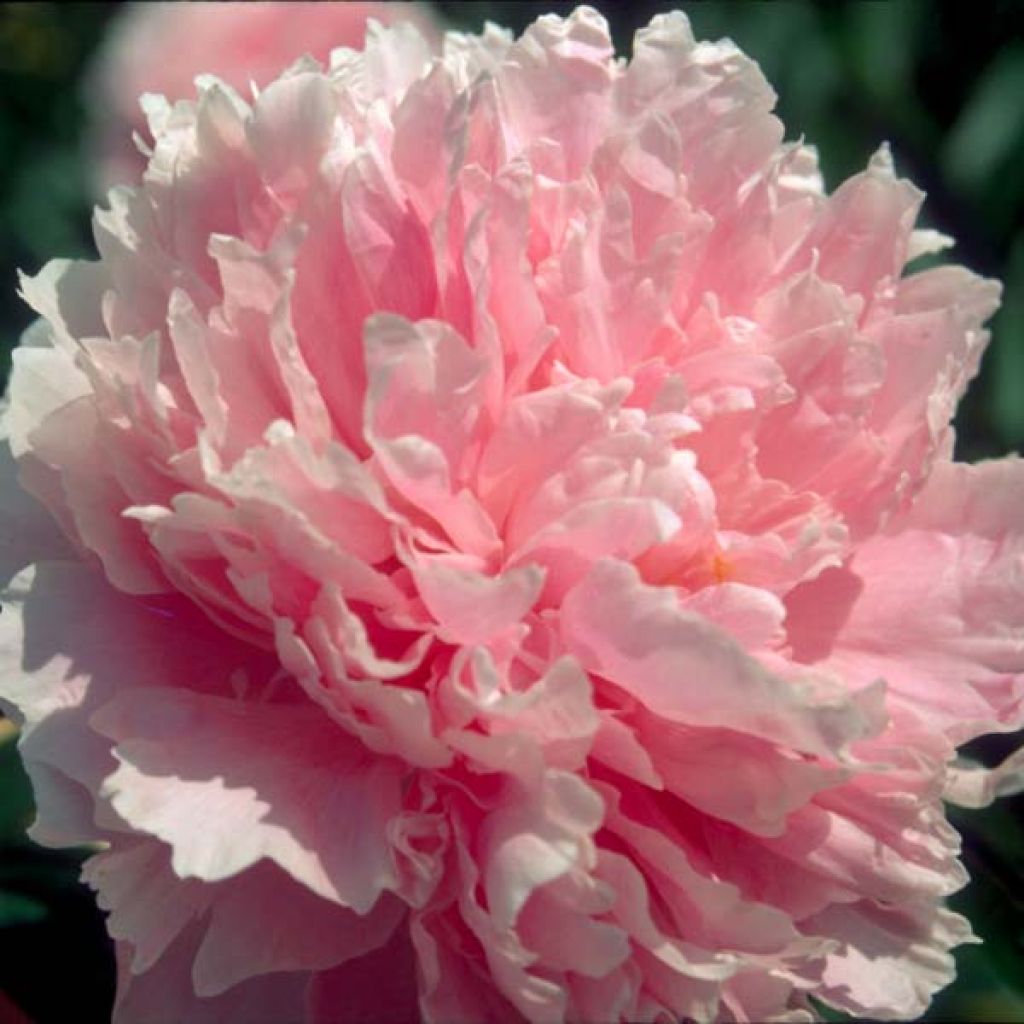 Kiinanpioni Sarah Bernhardt