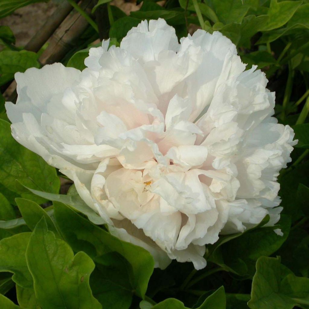 Pensaspioni Xue Ta