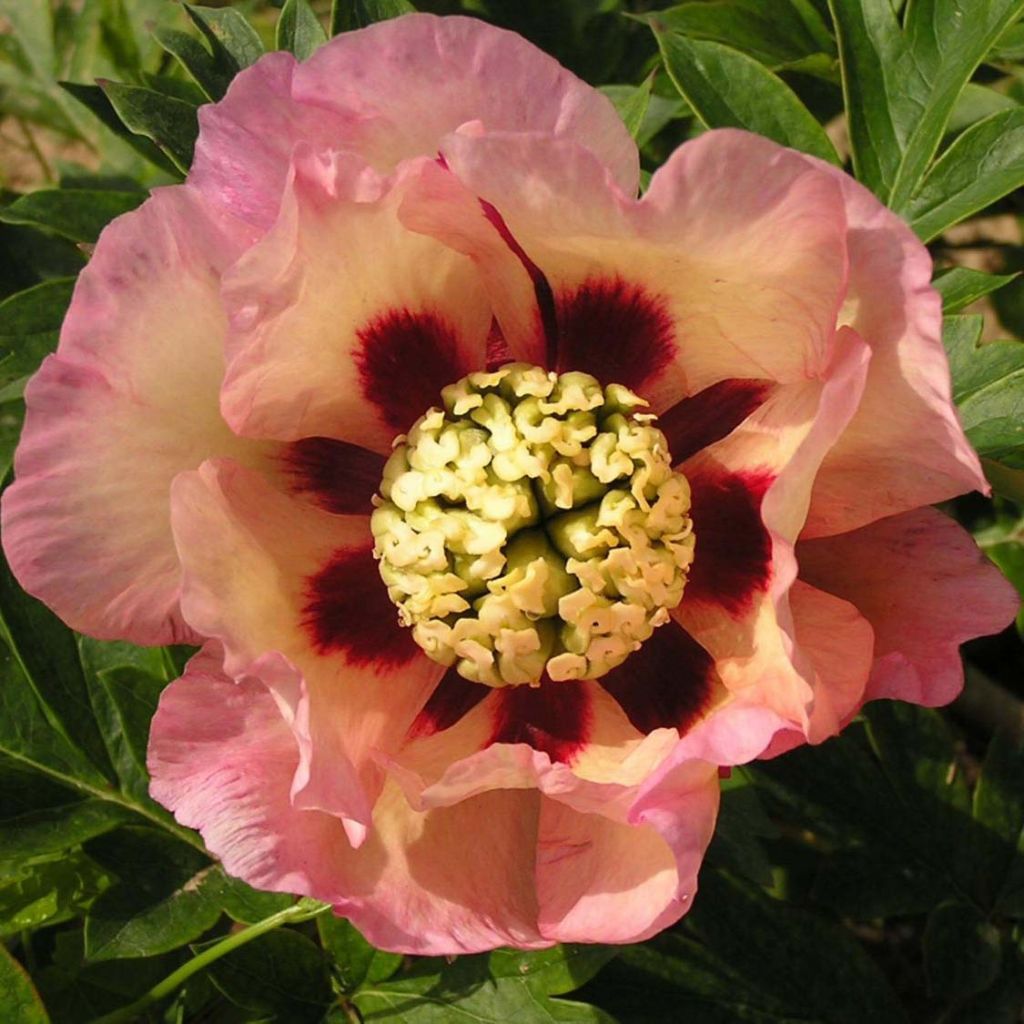 Itoh-pensaspioni Pastel Splendor