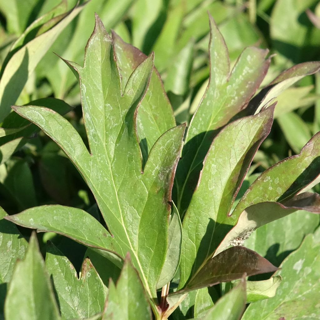 Itoh-pensaspioni Pink Ardour