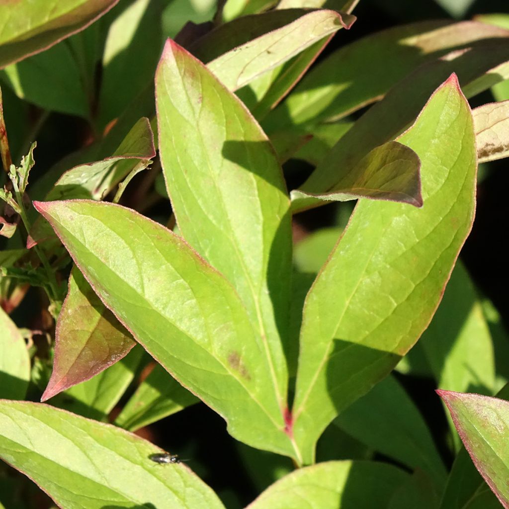 Kiinanpioni Amabilis