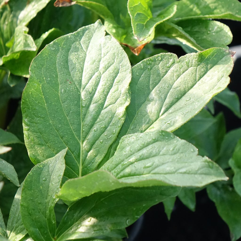 Kiinanpioni Buckeye Belle