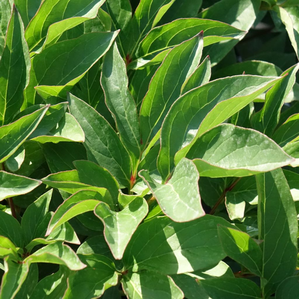 Kiinanpioni Fleur de Pêcher