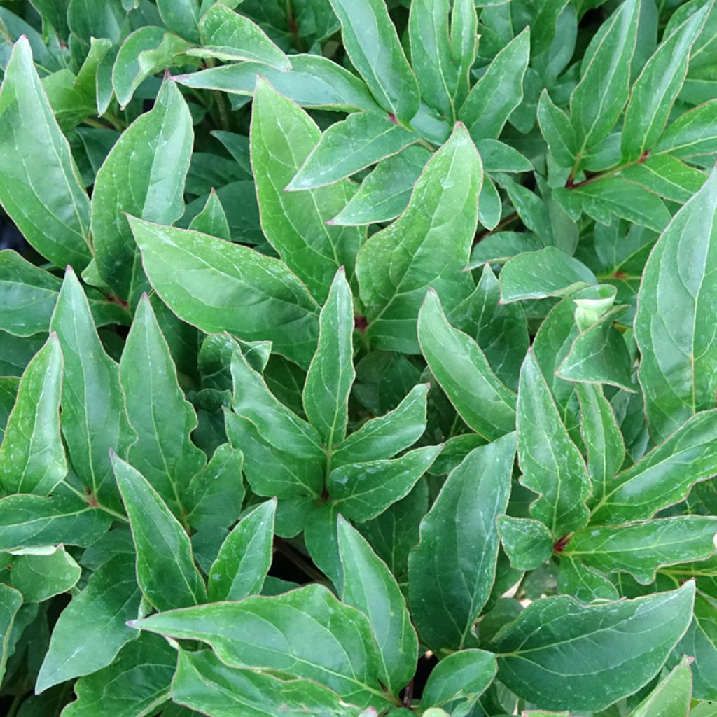 Kiinanpioni Green Halo