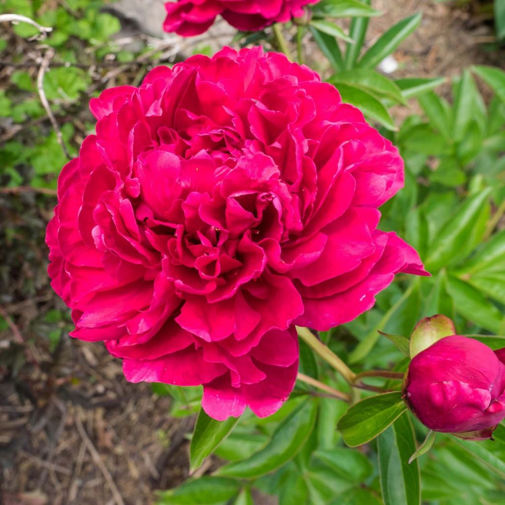 Kiinanpioni Paeonia