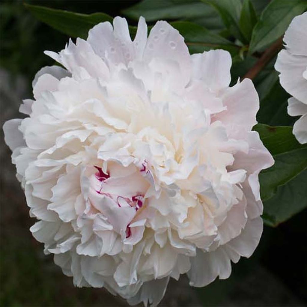 Tarhapioni Alba Plena