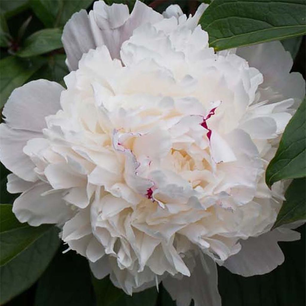 Tarhapioni Alba Plena
