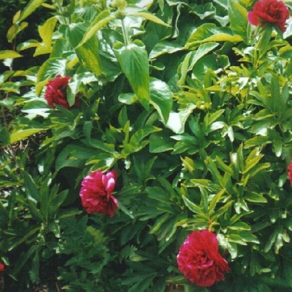 Tarhapioni Rubra Plena