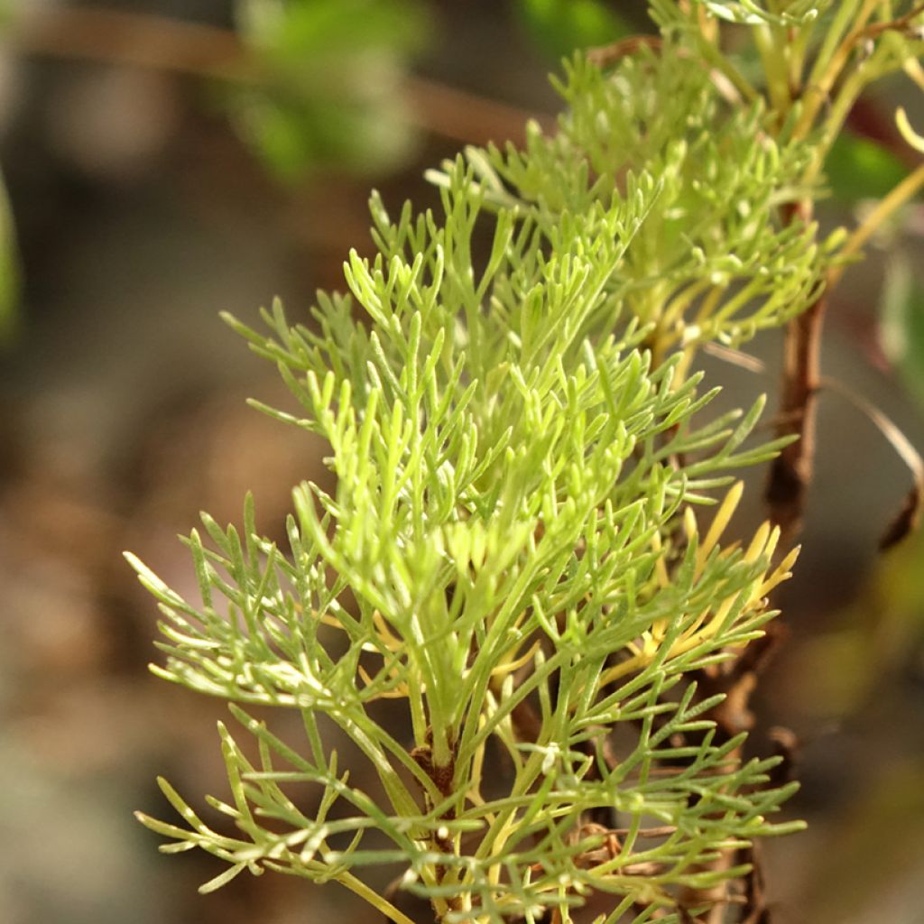 Aaprottimaruna Maritima