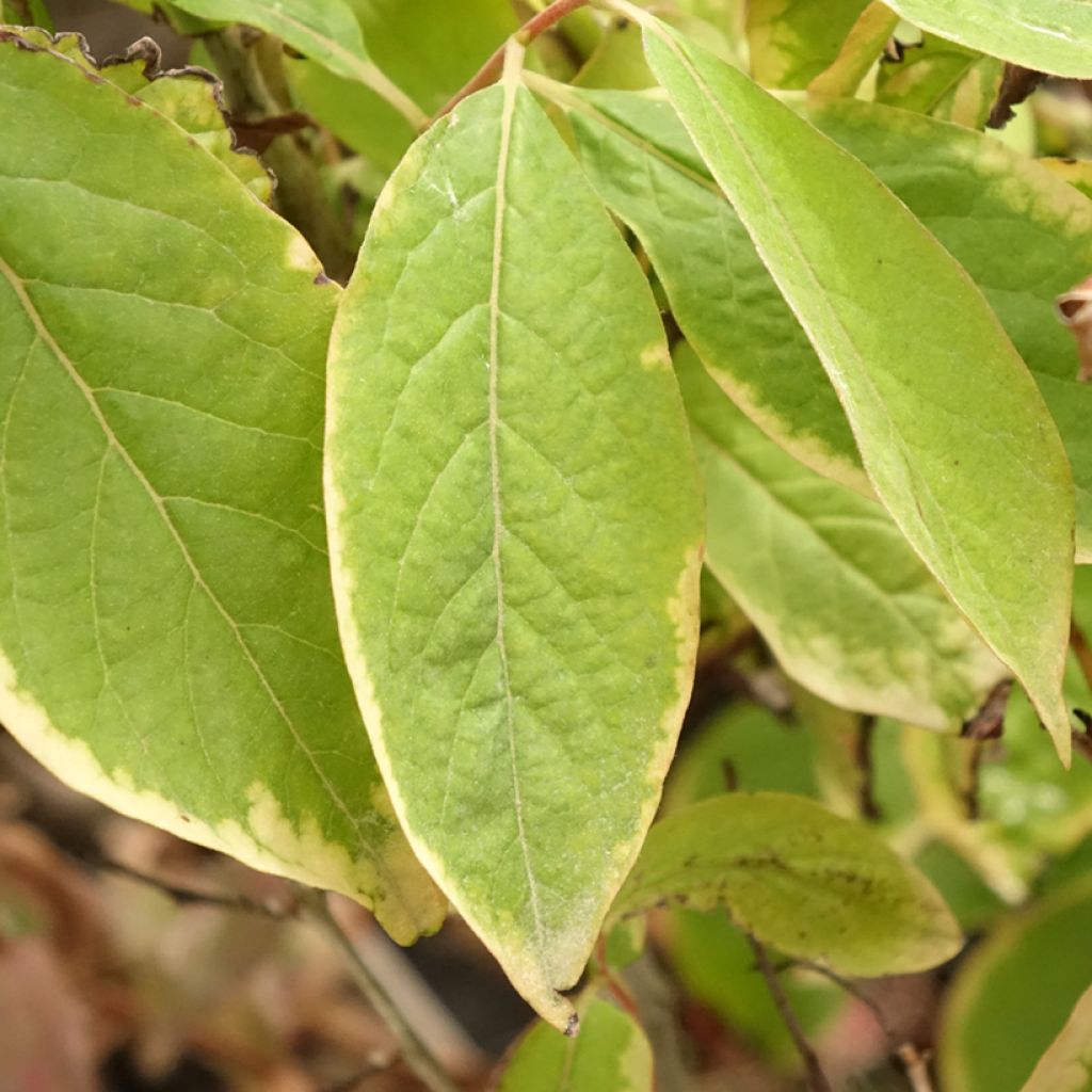 Taateliluumu - Diospyros lotus