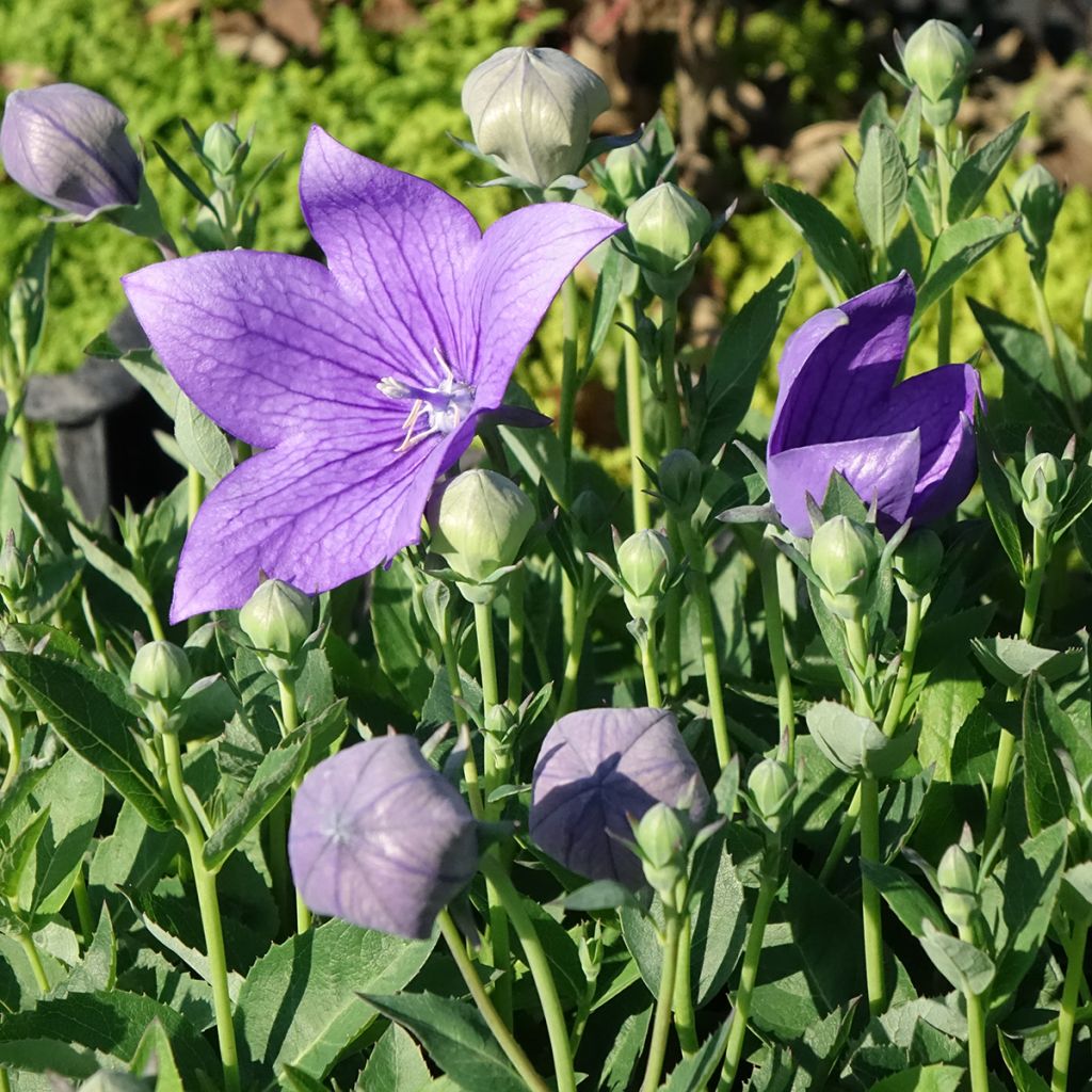 Jalokello Astra Blue