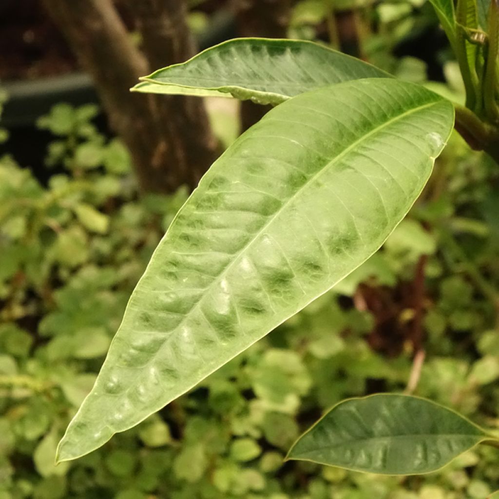 Plumeria rubra