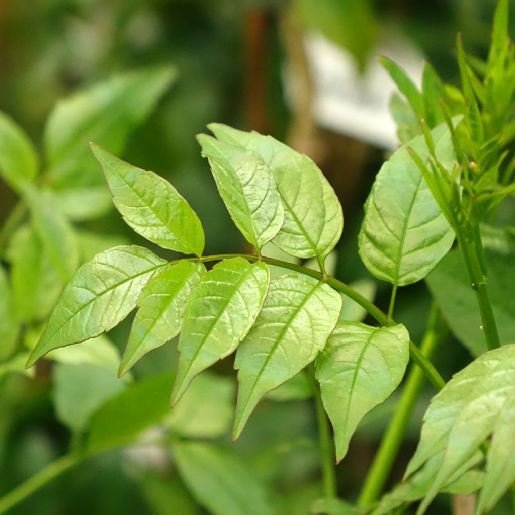 Trumpettiliaani - Podranea ricasoliana