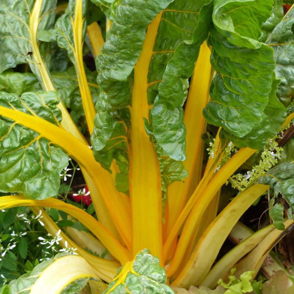 Lehtimangoldi Bright Yellow