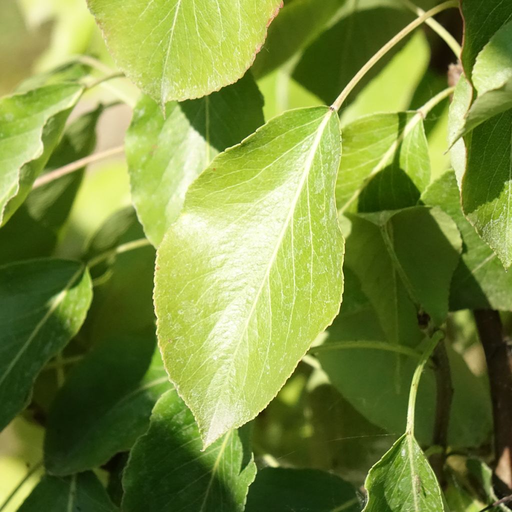 Tarhapäärynä Delbard Gourmande