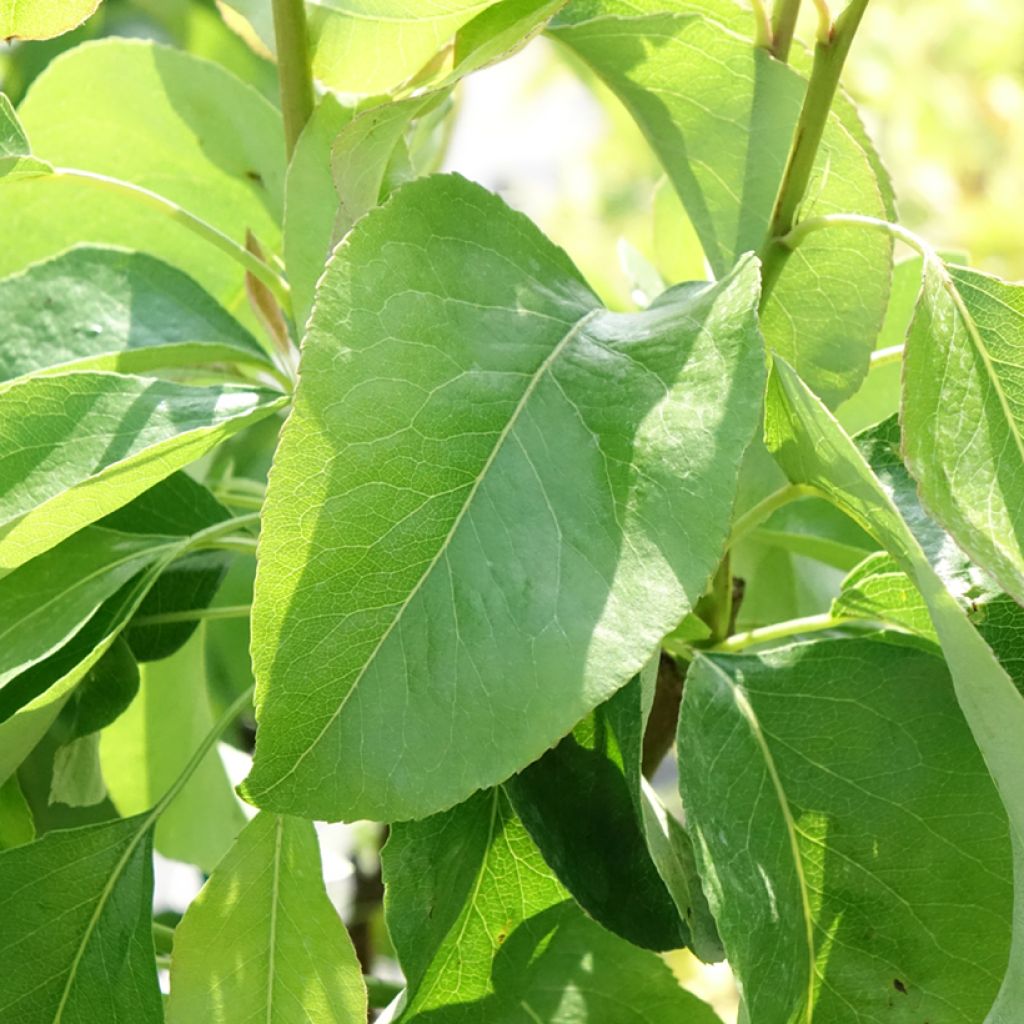 Tarhapäärynä Fruit Me Pear Me Williams Bon-Chrétien