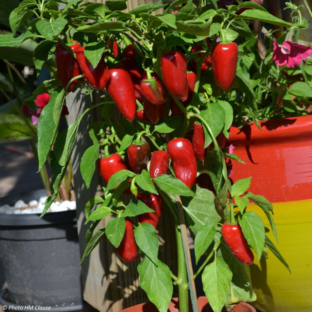 Maustepaprika Sweetmie Red taimena