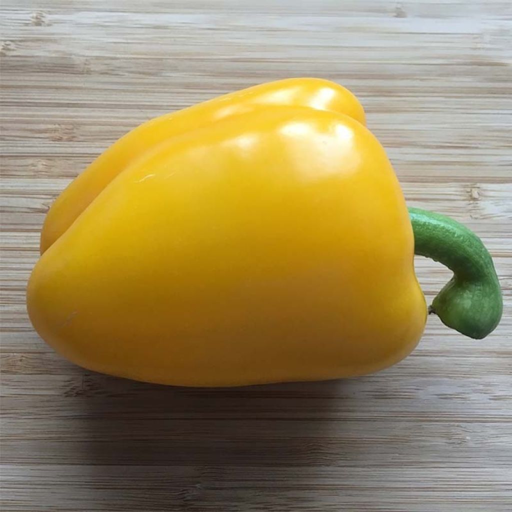 Keltainen maustepaprika Tenor F1