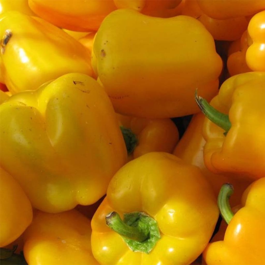 Keltainen maustepaprika Velvet F1 taimena