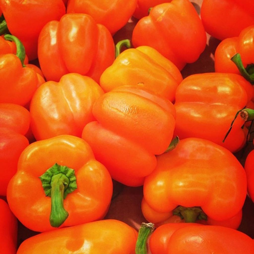 Oranssi maustepaprika Oreny F1