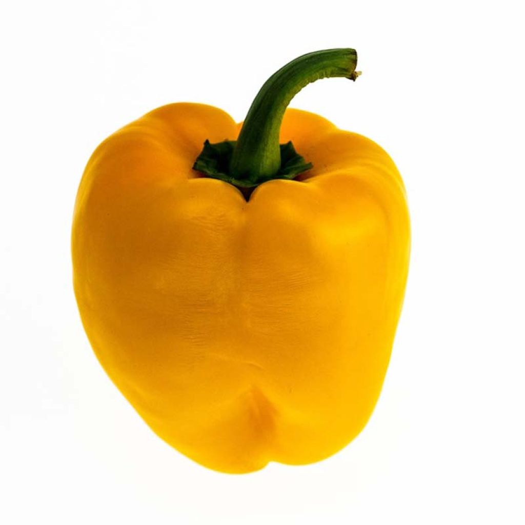 Maustepaprika Afterglow Tenor F1 taimena