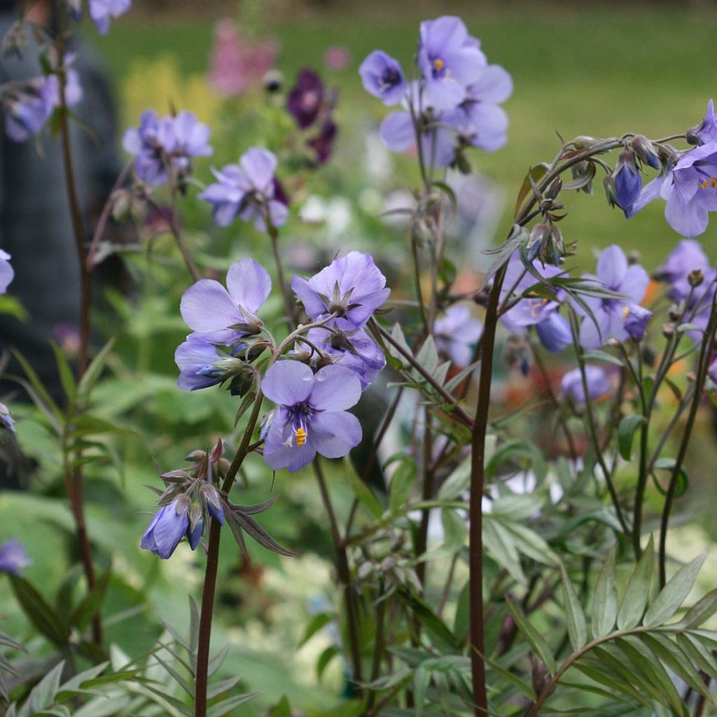 Japaninlehtosinilatva Bressingham Purple