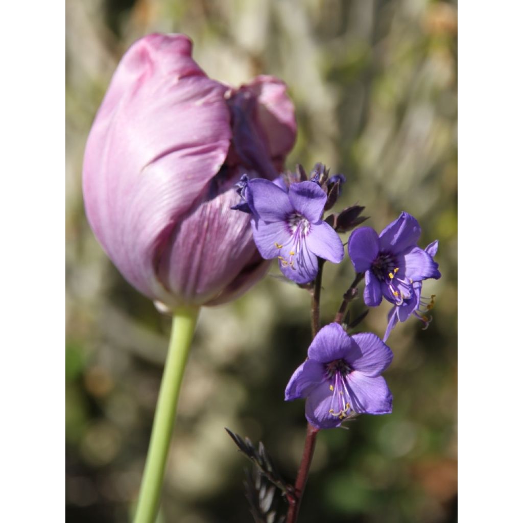 Japaninlehtosinilatva Bressingham Purple