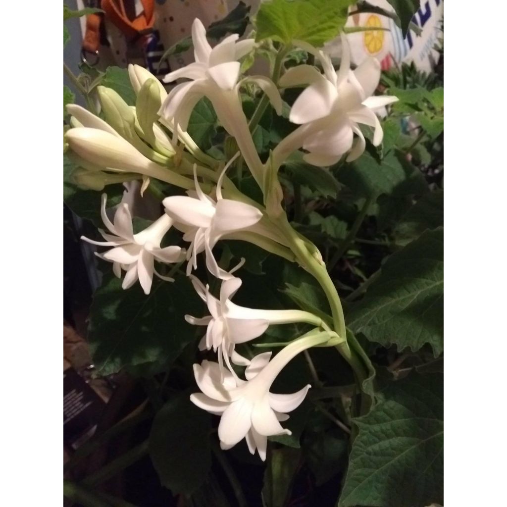 Tuberosa The Pearl