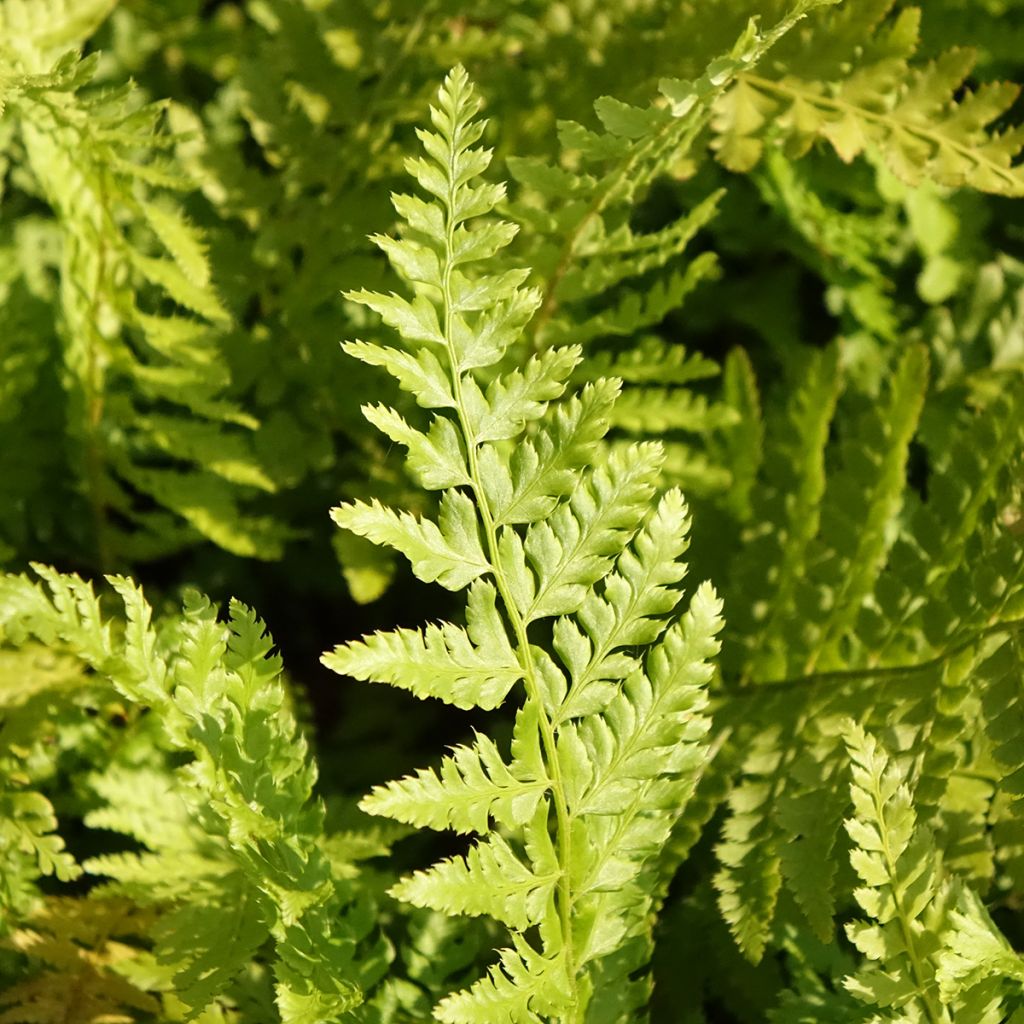 Varjohärkylä - Polystichum braunii