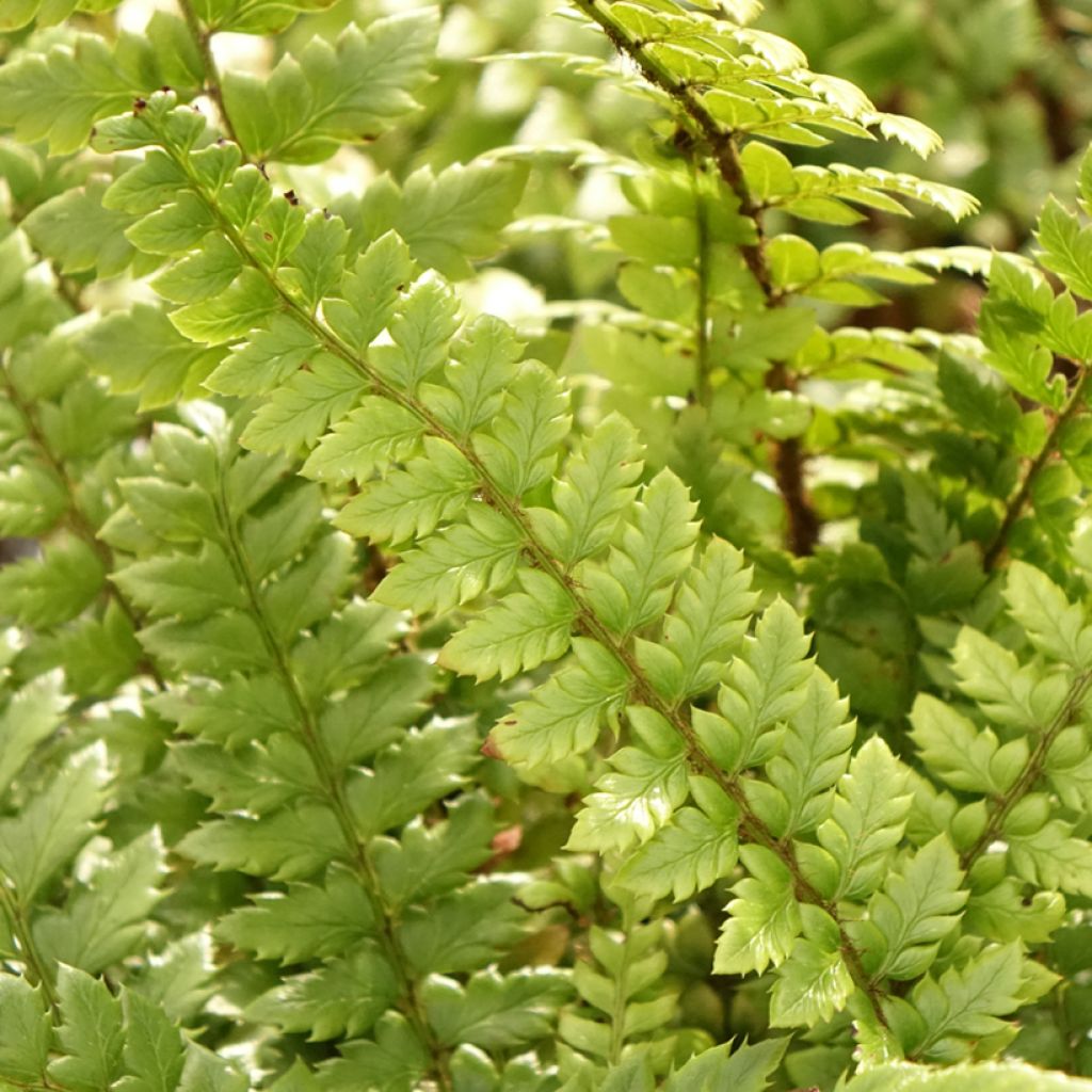 Härkylä - Polystichum neolobatum