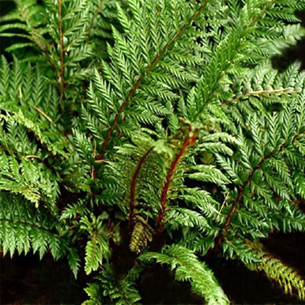 Härkylä Shiny Holy Fern