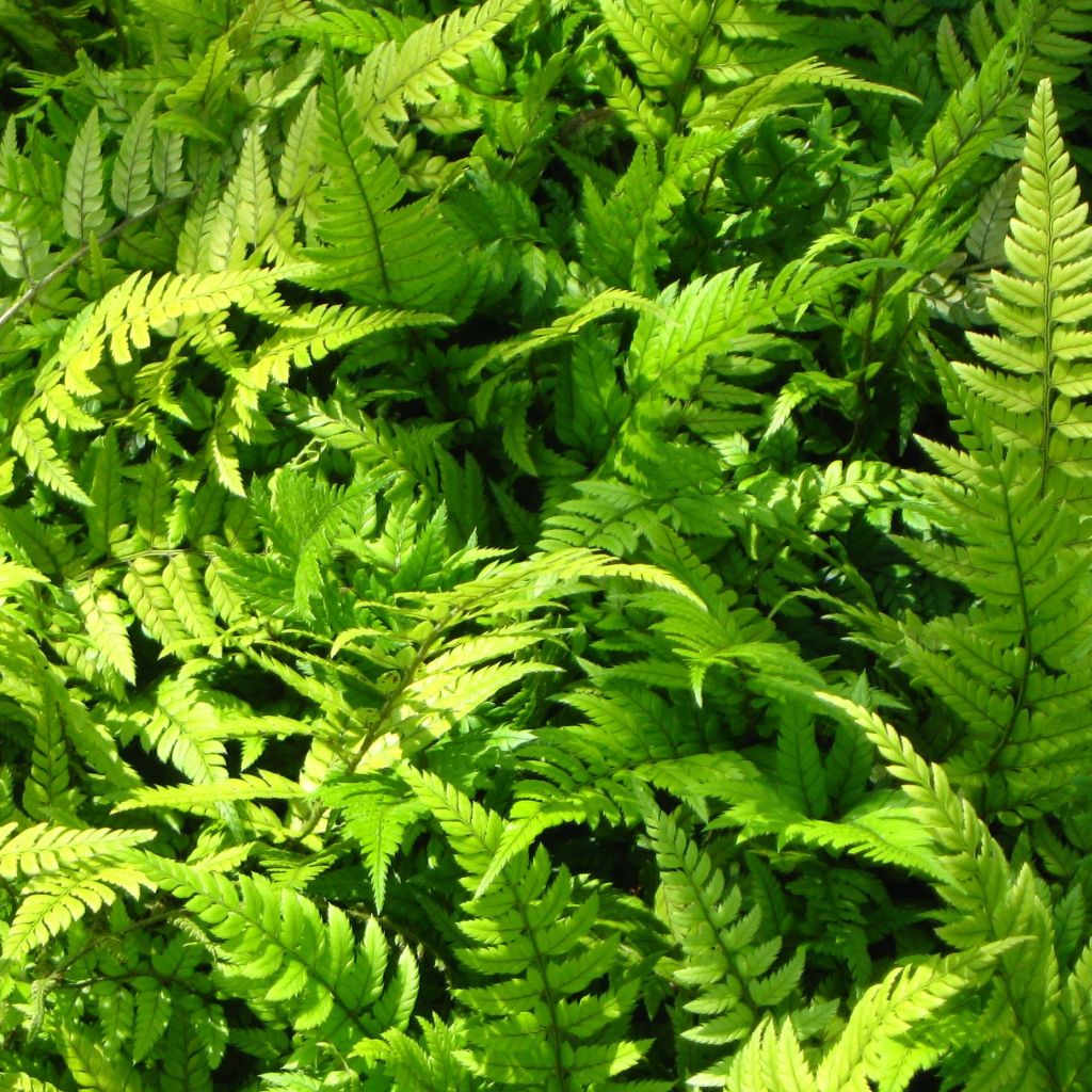 Härkylä - Polystichum tsus-simense