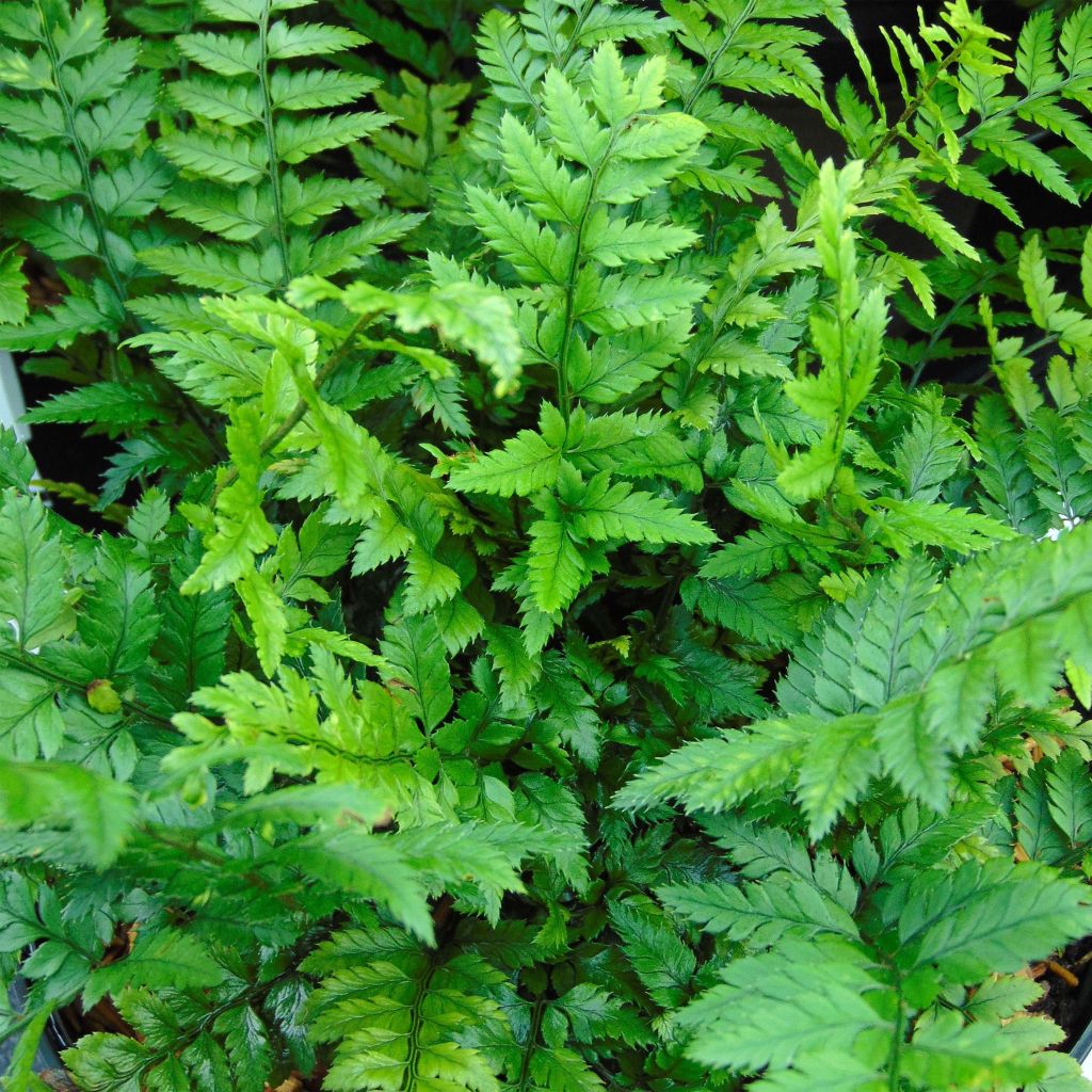 Härkylä - Polystichum tsus-simense