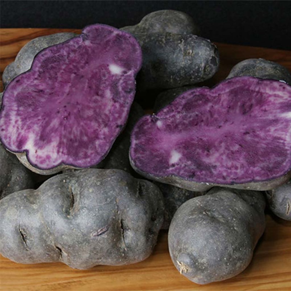 Peruna Vitelotte