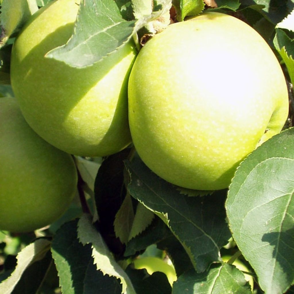 Tarhaomenapuu Golden Delicious