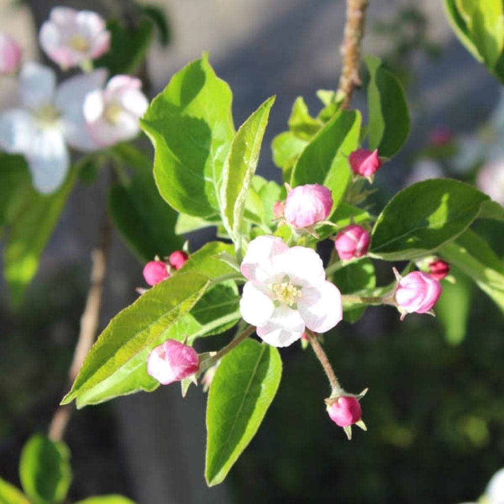 Tarhaomenapuu Golden Delicious