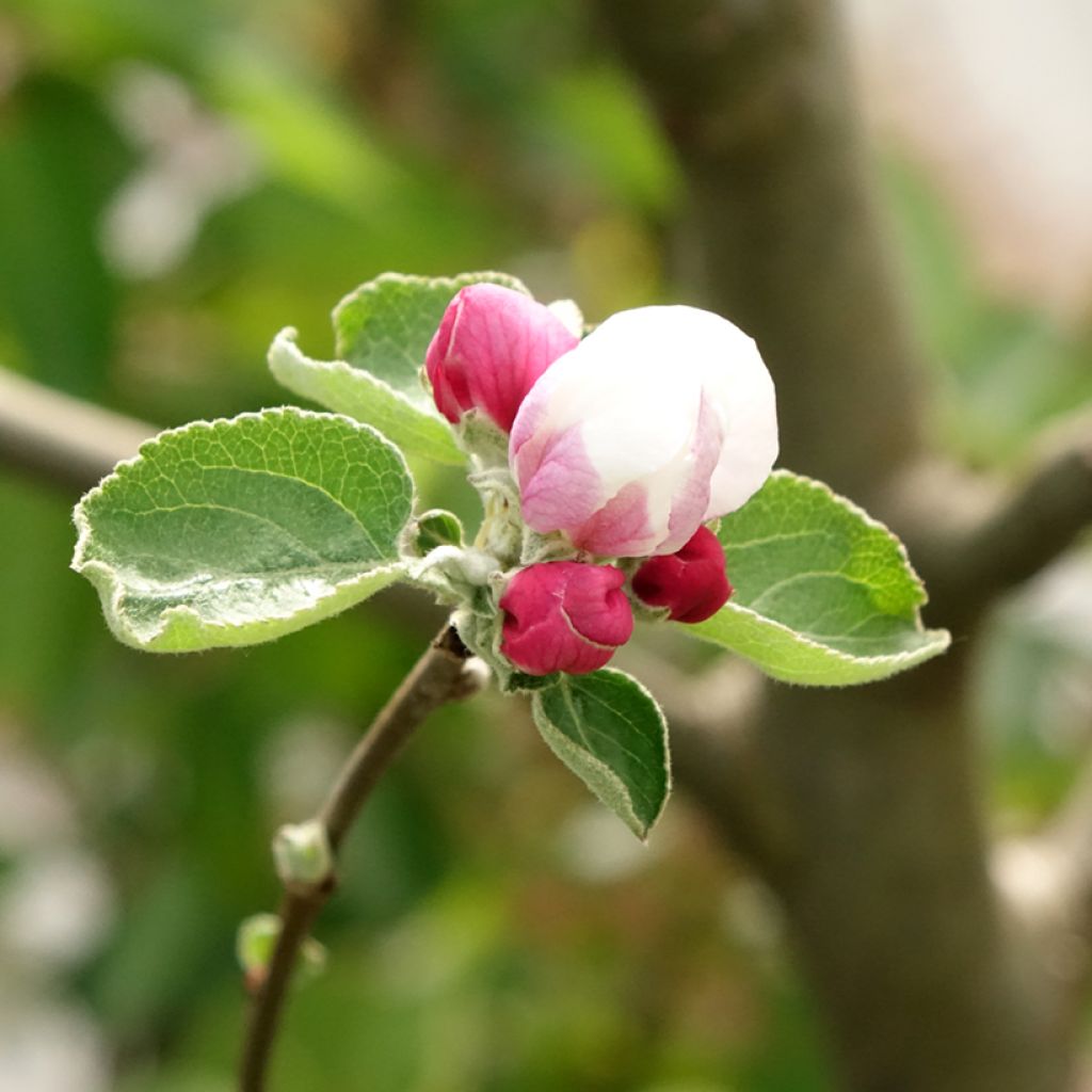 Tarhaomenapuu Double Belle Fleur